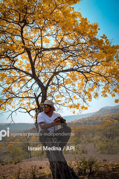 FLORECIMIENTO GUAYACANES 2026