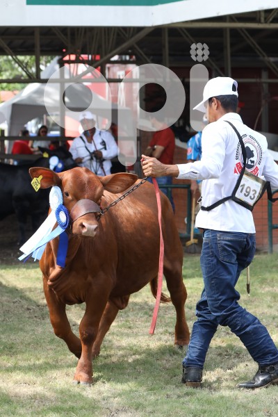 GYE-EXPOFERIA GANADERA