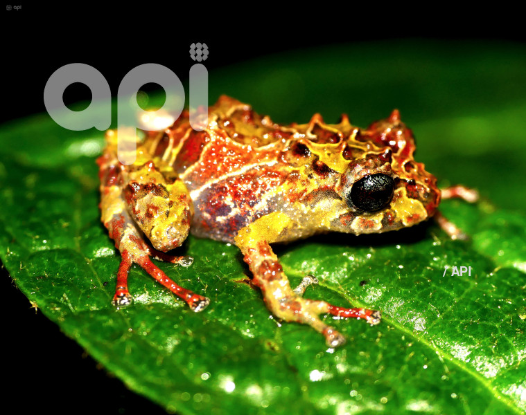 INABIO PRESNTA DOCUMENTO NUEVA ESPECIE