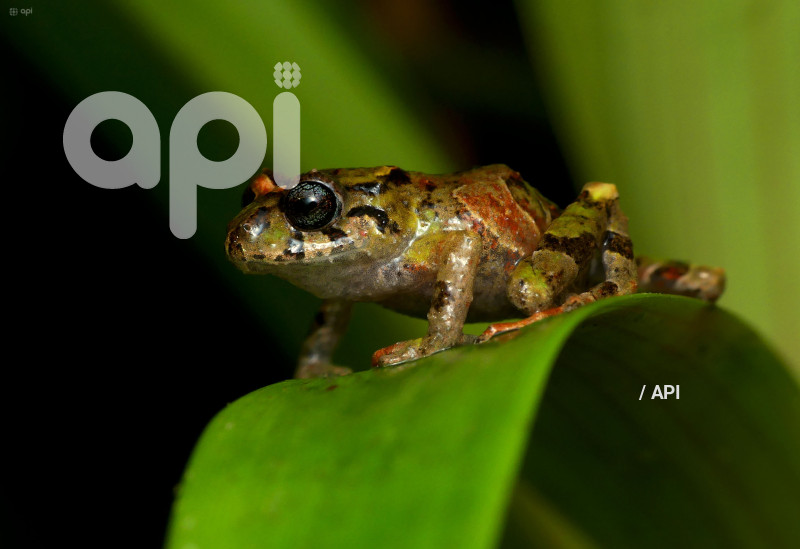 INABIO PRESNTA DOCUMENTO NUEVA ESPECIE