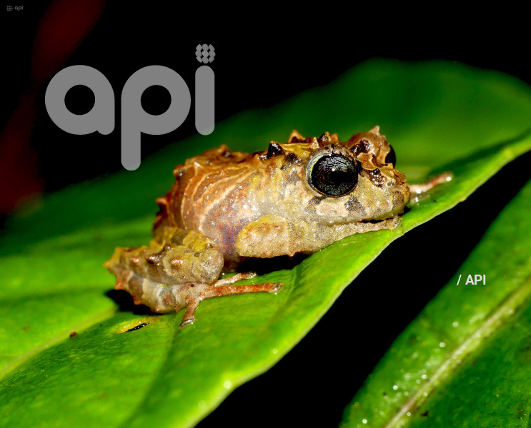 INABIO PRESNTA DOCUMENTO NUEVA ESPECIE