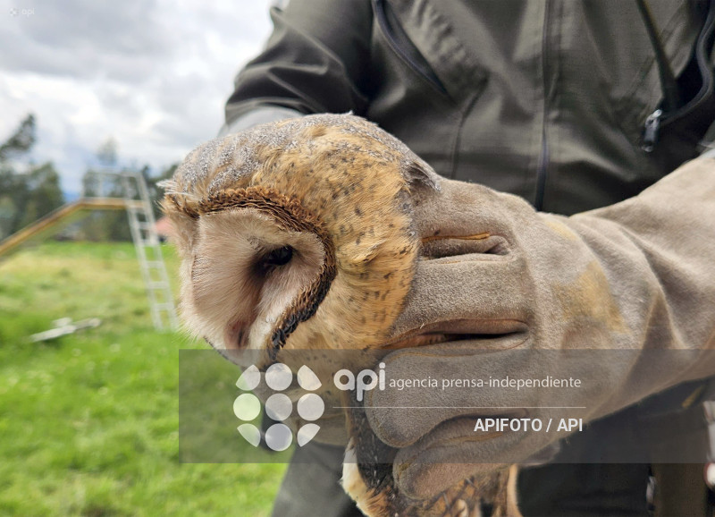 CUENCA-RESCATE AVE-BUHO