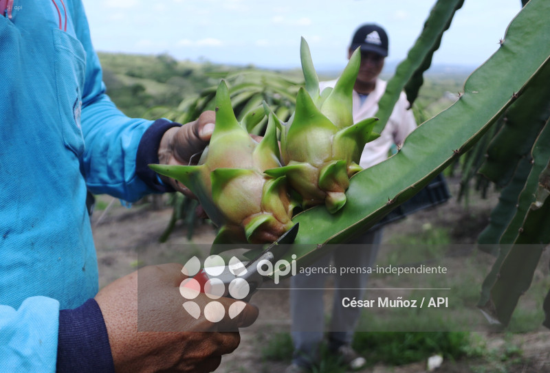 GYE-PITAHAYA