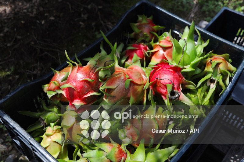 GYE-PITAHAYA