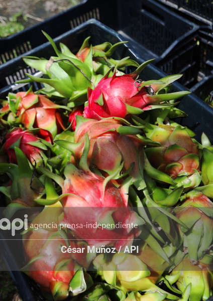 GYE-PITAHAYA