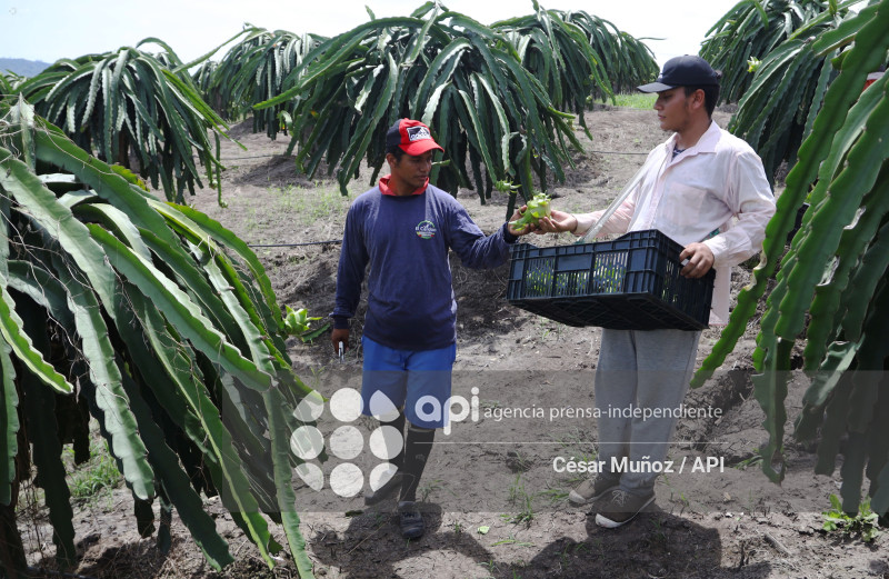 GYE-PITAHAYA
