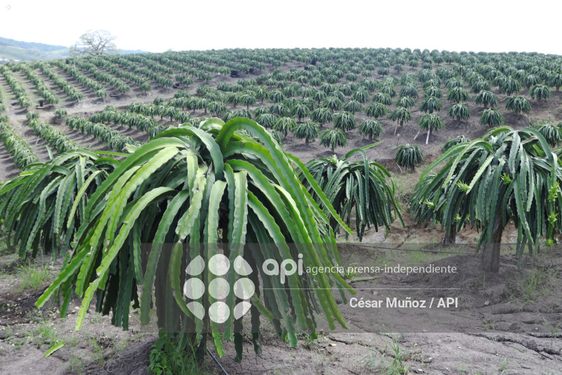 GYE-PITAHAYA