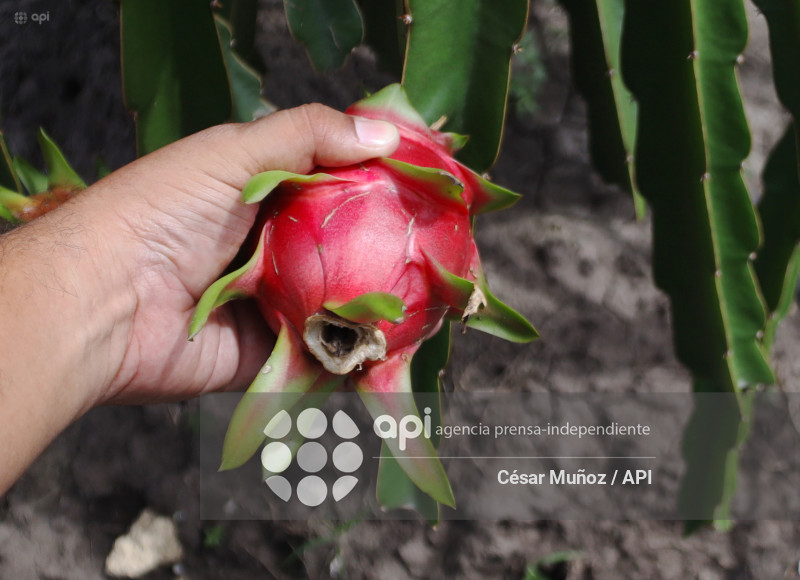 GYE-PITAHAYA
