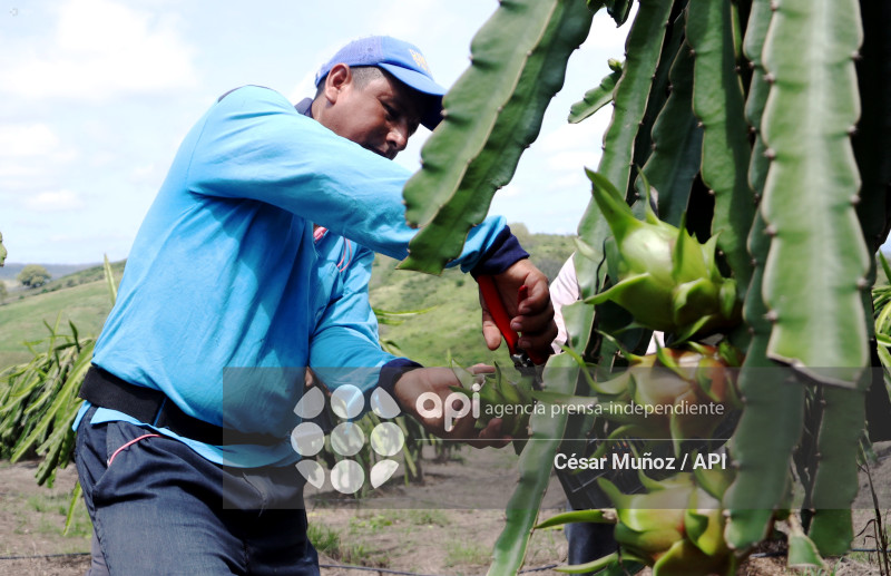 GYE-PITAHAYA