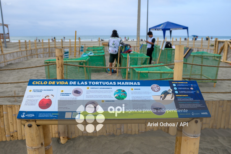 MANTA-TORTUGAS-MARINAS