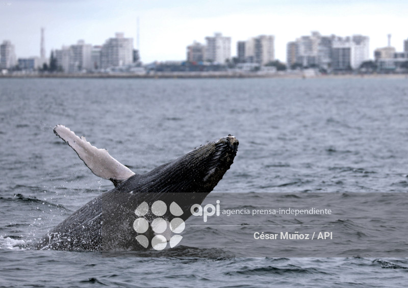 GYE-TEMPORADA BALLENAS
