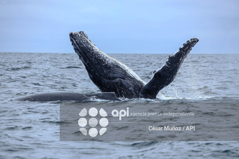 GYE-TEMPORADA BALLENAS