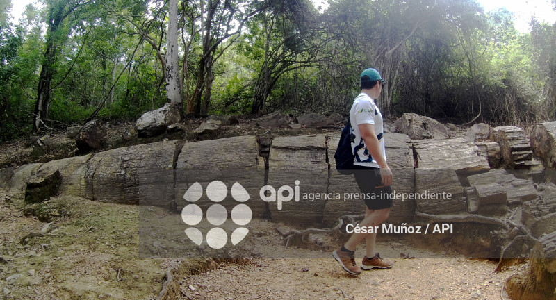 ORO-BOSQUE PETRIFICADO PUYANGO